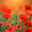 Photo: Poppy field Poppy field