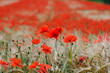 Photo: Field of poppy Field of poppy