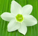 fleur de lys sur feuille de palmier