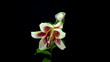 Light yellow and red lily blooming timelapse