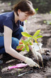 Woman planting seedling, focus on plant