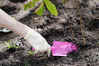 Woman planting seedling