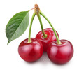 Photo: Cherries with leaf. Cherries with leaf.