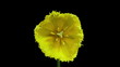 Fringed yellow tulip flower blooming timelapse