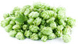 Hops on a white background.
