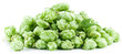 Hops on a white background.