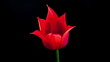Red tulip flower blooming timelapse