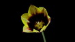Yellow and purple tulip flower blooming timelapse