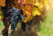 Red grapes with autumn foliage