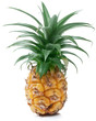 Photo: Pineapple. Pineapple.