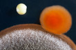 mold and bacteria