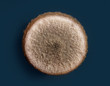 mold on agar