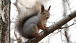 squirrel  sits on a tree branch