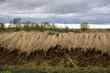 récolte des roseaux, Phragmites australis, 30, Camargue