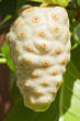 Foto: noni noni