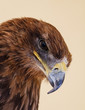 Glare of the Common Buzzard