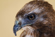 Common Buzzard Up Close