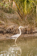 Great Blue Heron Wading in Marsh