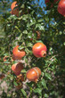 Photo: Pomegranate tree Pomegranate tree