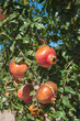 Pomegranate tree