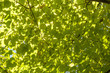 Tree shade