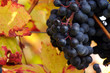 Red grapes whith colorful leaves
