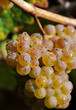 White grapes with water drops