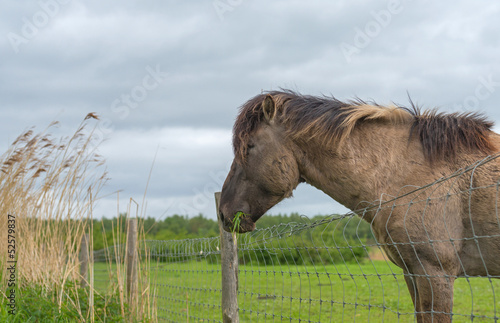 Photo: Konik horse eating grass in spring Konik horse eating grass in spring