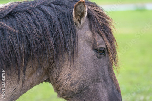 Photo: Head of a Konik horse in spring Head of a Konik horse in spring