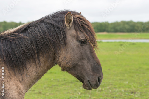Photo: Head of a Konik horse in spring Head of a Konik horse in spring