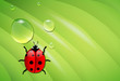 Vettoriale: ladybug on wet leaf ladybug on wet leaf