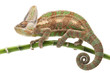 Veiled Chameleon