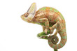 Veiled Chameleon