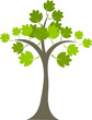 Maple tree