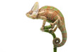 Veiled Chameleon