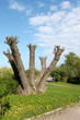 tree pruning