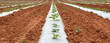 Planting under Plastic