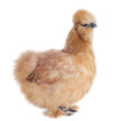 Foto: jeune poule nègre soie jeune poule nègre soie