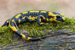 fire salamander