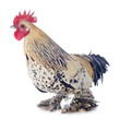 coq sabelpoot mille fleur citronné