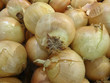 Photo: Onions Onions