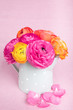 Beautiful colorful ranunculus flowers in watering cam on pink b
