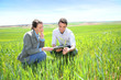 Agronomist looking at wheat quality with farmer