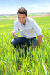 Foto: Farmer kneeling in wheat field Farmer kneeling in wheat field