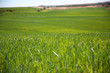 View of wheat field in spring season