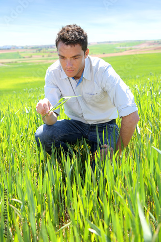 Photo: Farmer kneeling in wheat field Farmer kneeling in wheat field