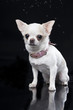 chihuahua on the black background