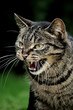 Katze