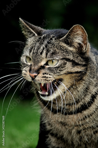Photo: Katze Katze
