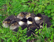 Chick